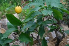 Citrus limon - Zitrone 1.jpg